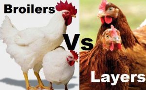 femodinho Poultry (Broilers & Layers)